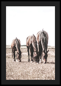 Three brown horses grazing in sunny field with light background-4