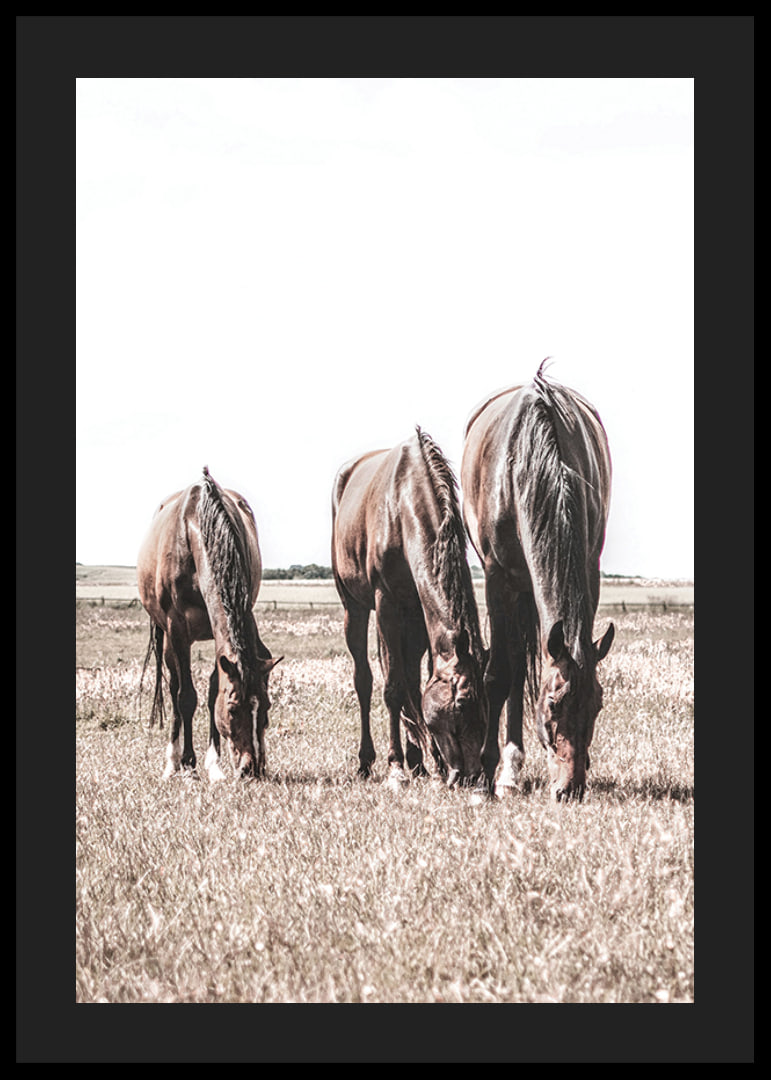 Three brown horses grazing in sunny field with light background-12