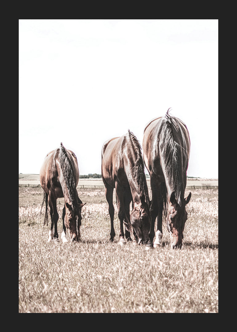 Three brown horses grazing in sunny field with light background-12