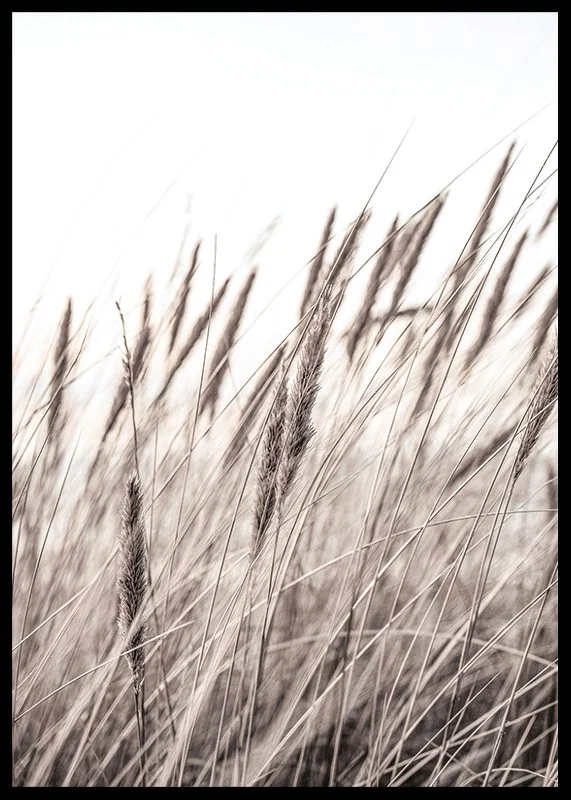 Photograph of dried blades of grass in beige and brown shades-12