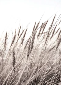 Photograph of dried blades of grass in beige and brown shades-7