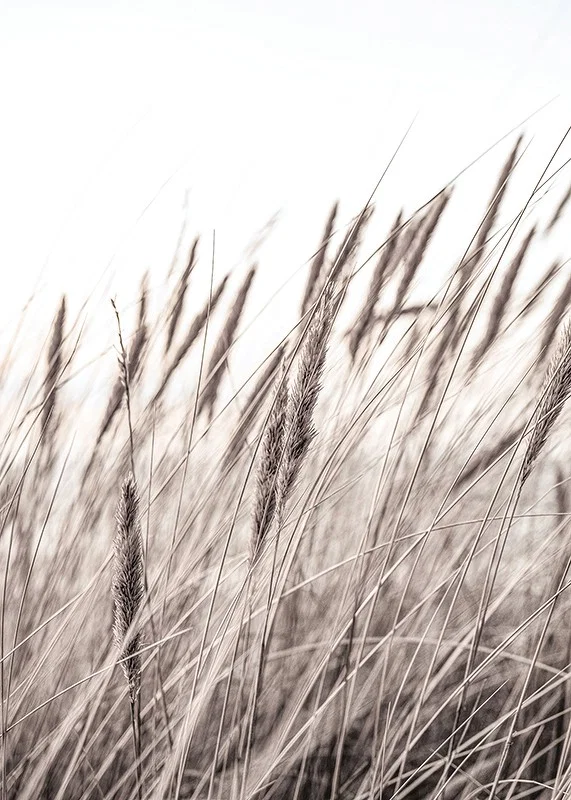 Photograph of dried blades of grass in beige and brown shades-12