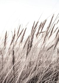 Boho Dried In Nature No1-3
