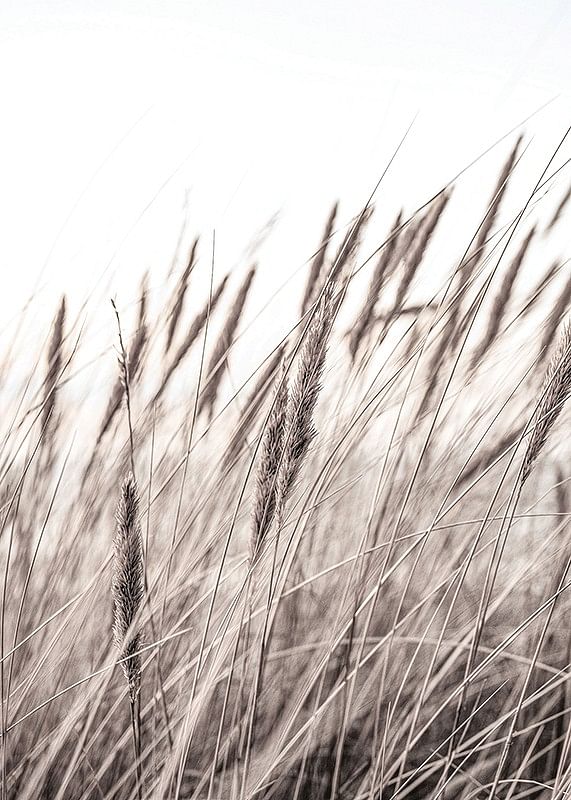 Boho Dried In Nature No1-12