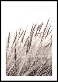 Photograph of dried blades of grass in beige and brown shades-0