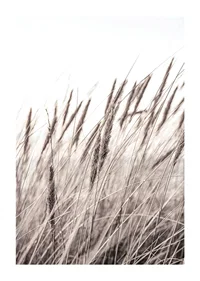 Photograph of dried blades of grass in beige and brown shades-1