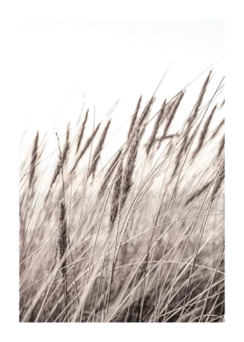 Poster Boho Dried In Nature No1