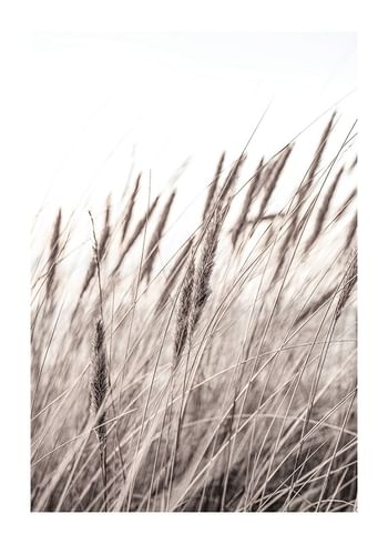 Poster Boho Dried In Nature No1