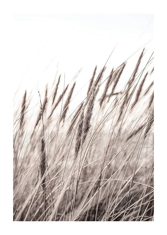 Plagát Boho Dried In Nature No1