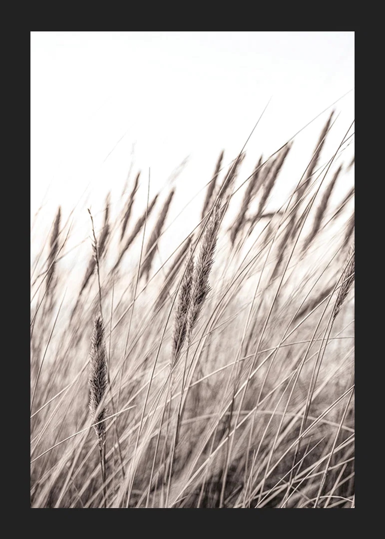 Photograph of dried blades of grass in beige and brown shades-12