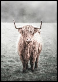 Fotografisk närbild av långhårig highland-ko på äng-6