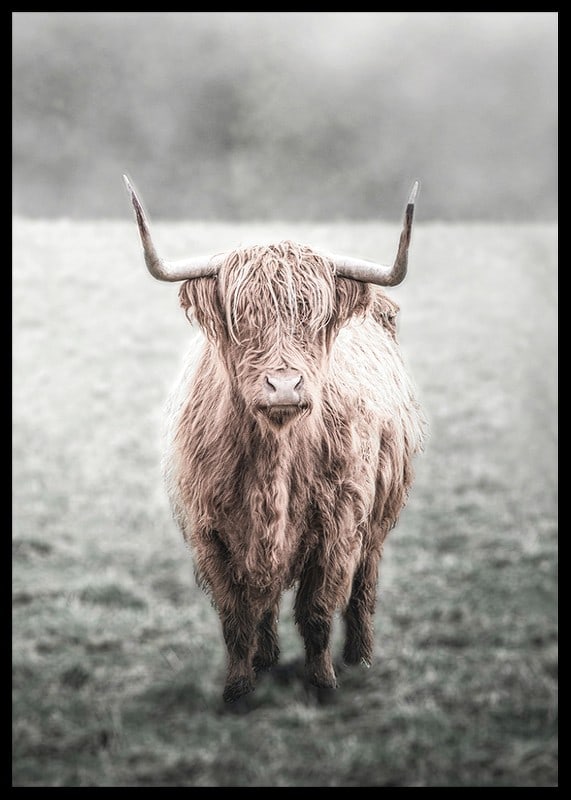 Fotografisk närbild av långhårig highland-ko på äng-12