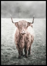 Highland Cow-2