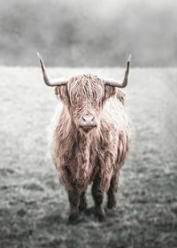 Fotografisk närbild av långhårig highland-ko på äng-7