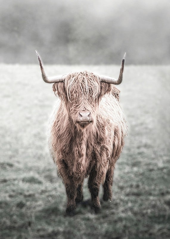 Fotografisk närbild av långhårig highland-ko på äng-12