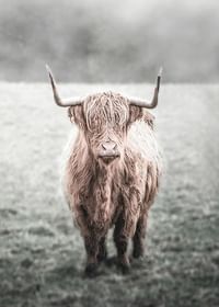Highland Cow-3