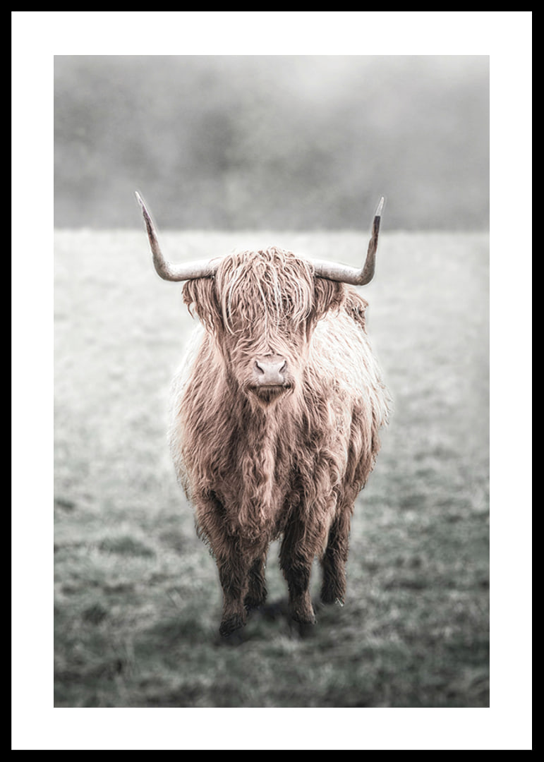 Fotografisk närbild av långhårig highland-ko på äng-12