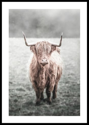 Poster Highland Cow