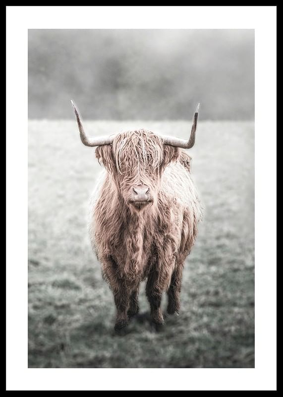 Highland Cow-12
