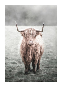 Fotografisk närbild av långhårig highland-ko på äng-1