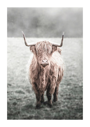 Poster Highland Cow