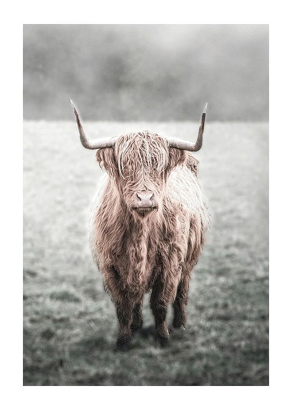 Highland Cow-12