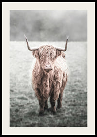 Fotografisk närbild av långhårig highland-ko på äng-2
