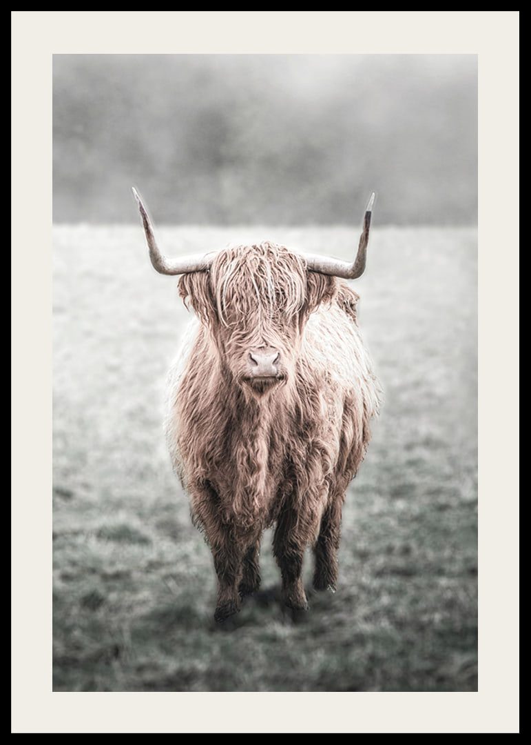 Fotografisk närbild av långhårig highland-ko på äng-12
