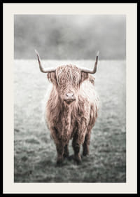 Hosszú szőrű felföldi tehén közeli felvétele a réten-2