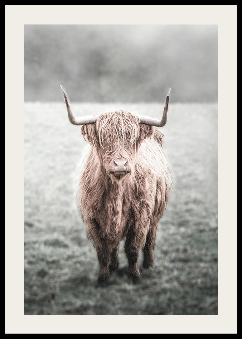 Hosszú szőrű felföldi tehén közeli felvétele a réten-12