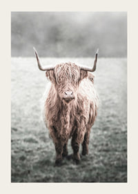 Fotografisk närbild av långhårig highland-ko på äng-3