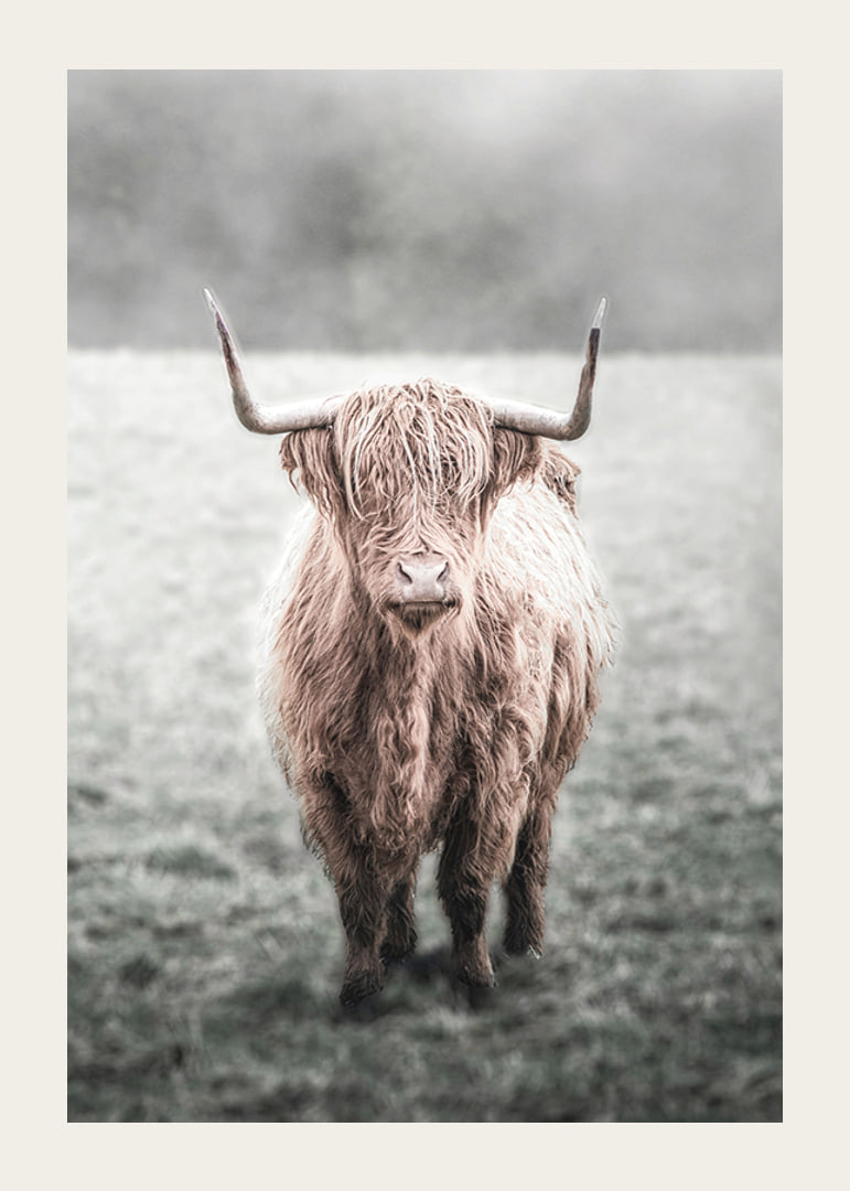 Fotografisk närbild av långhårig highland-ko på äng-12