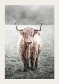 Hosszú szőrű felföldi tehén közeli felvétele a réten-3