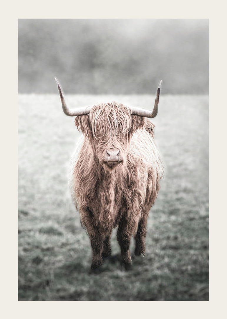 Hosszú szőrű felföldi tehén közeli felvétele a réten-12