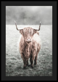 Hosszú szőrű felföldi tehén közeli felvétele a réten-4