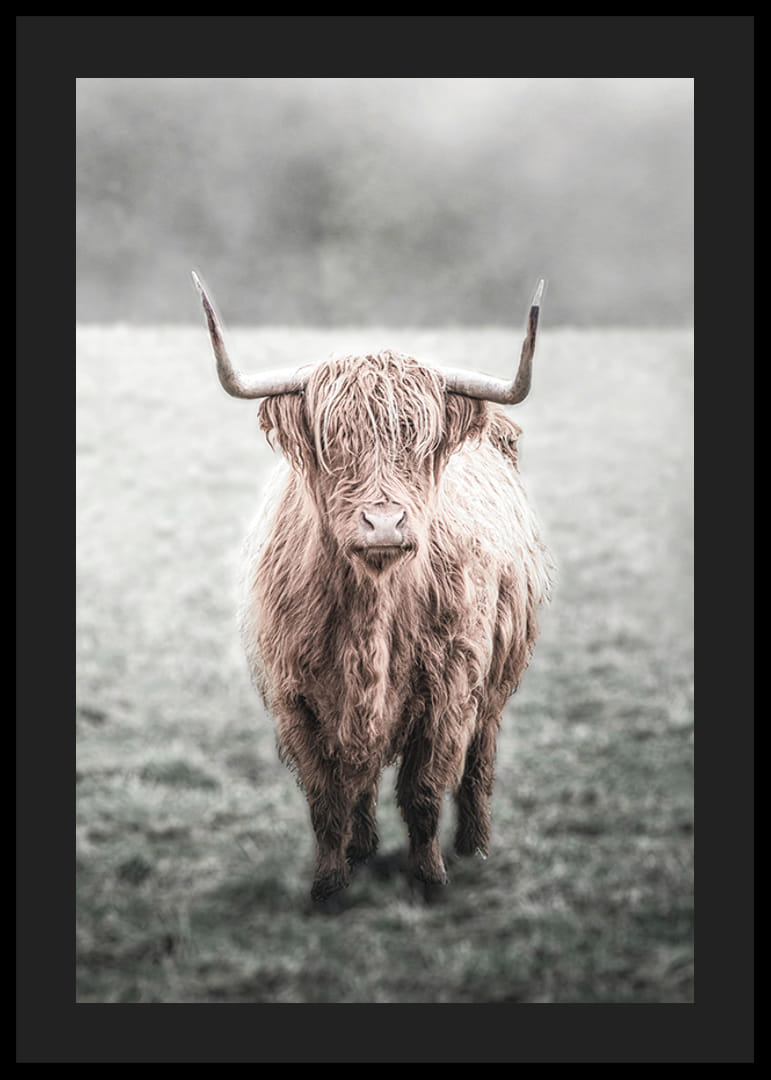Hosszú szőrű felföldi tehén közeli felvétele a réten-12