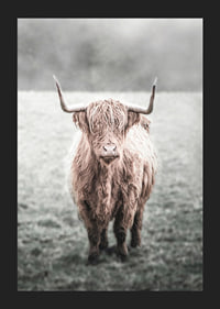 Fotografisk närbild av långhårig highland-ko på äng-5
