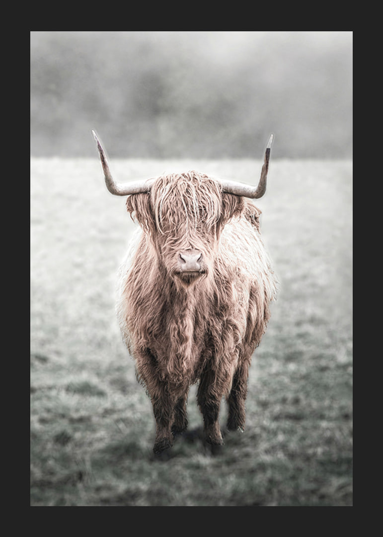 Fotografisk närbild av långhårig highland-ko på äng-12