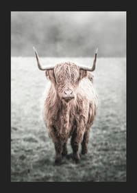 Hosszú szőrű felföldi tehén közeli felvétele a réten-5