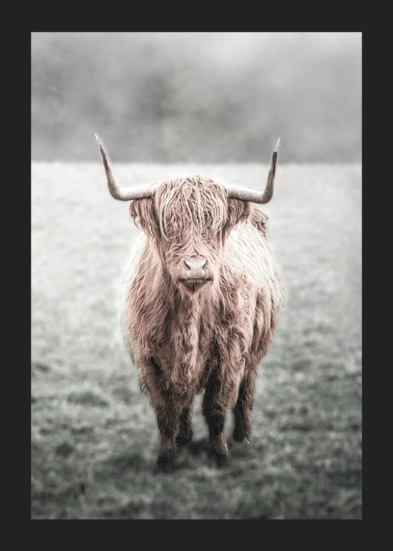 Hosszú szőrű felföldi tehén közeli felvétele a réten-12