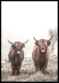 Two brown highland cows in foggy landscape with horns-6