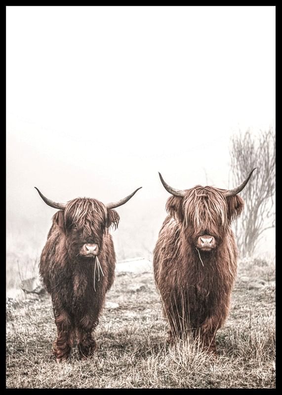 Scottish Highlanders No3-12