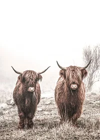 Two brown highland cows in foggy landscape with horns-7