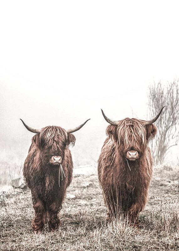 Scottish Highlanders No3-12