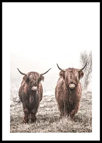 Two brown highland cows in foggy landscape with horns-0