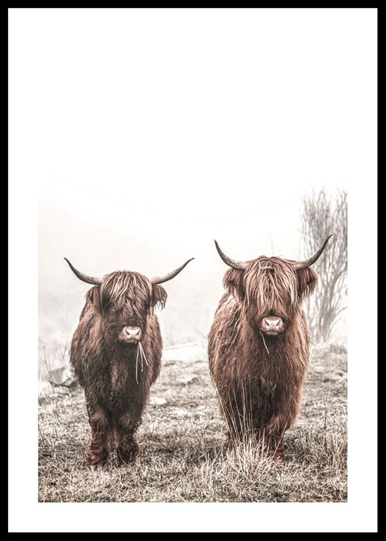 Two brown highland cows in foggy landscape with horns-12