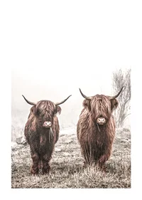 Two brown highland cows in foggy landscape with horns-1