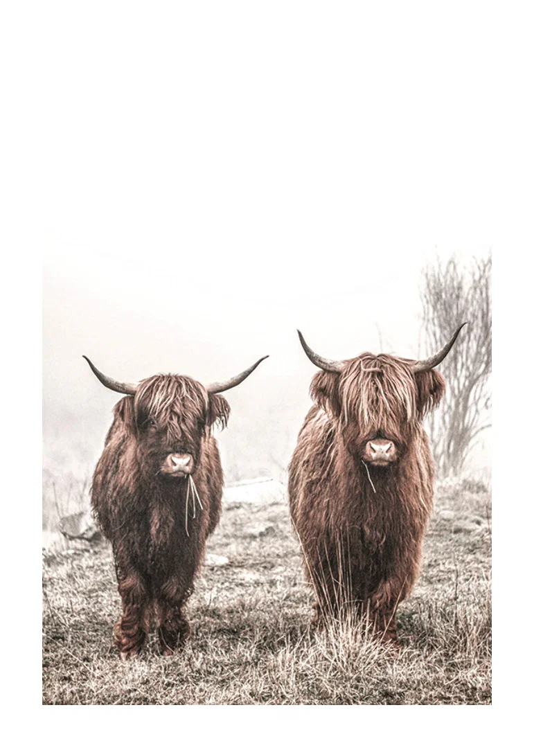 Two brown highland cows in foggy landscape with horns-12