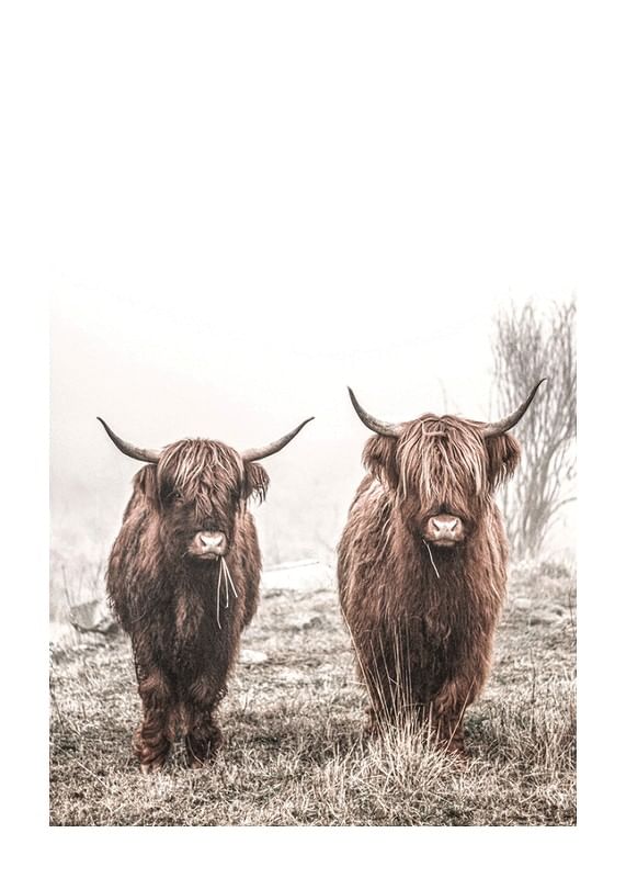 Scottish Highlanders No3-12