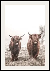 Two brown highland cows in foggy landscape with horns-2